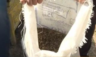 Мор – изнасят чували с мъртви пчели в Плевенско