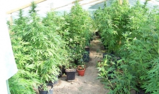 Задържаха трима, отглеждали канабис