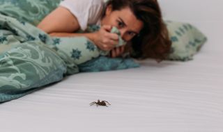 Мит ли е, че поглъщаме паяци, докато спим?