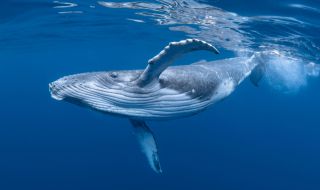 Китовете могат да имитират човешка реч