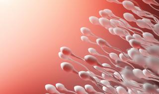  Установиха техниката на придвижване на сперматозоидите