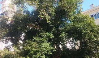 Има надежда за вехнещия бряст в Сливен