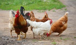 Стотици безстопанствени петли и кокошки тероризират жители на Окланд