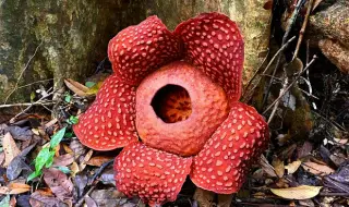 След 13 години търсене: Биолог откри рядко цвете, привличащо мухи с миризма на мърша