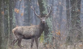 Бракониери застреляха благороден елен на около година и половина