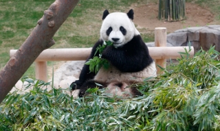 Любимата храна на пандите ги застрашава от изчезване