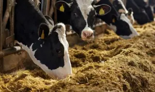 БАБХ: Има опасност месо от огнище с антракс в Силистренско да е разпространено и на други места