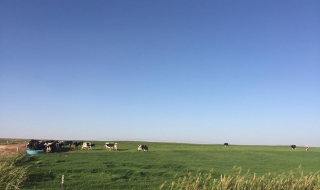 Млечната ферма като печеливш бизнес – опитът на Холандия