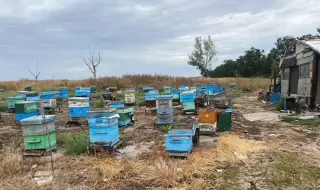 Откриха канабис, укрит в пчелни кошери, в карнобатско село (СНИМКИ)