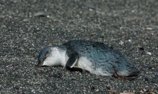 Все повече пингвини умират от птичи грип в Република Южна Африка