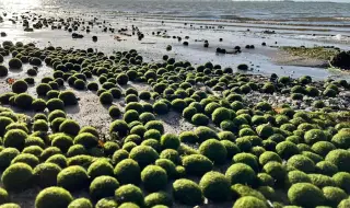 Странни зелени топки изплуваха от Балтийско море