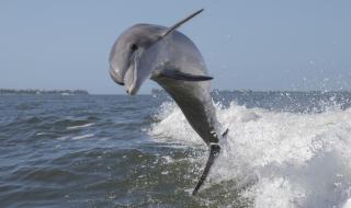 Нямате представа колко много си приличаме с делфините (ВИДЕО)