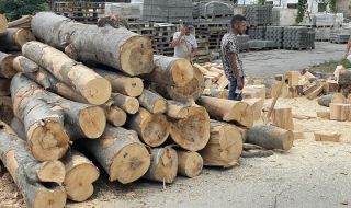 Забраняват износа на дървесина към трети страни