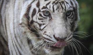 Умря последният бял тигър в зоопарк