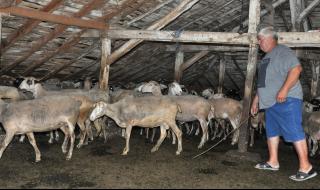 Бруцелоза по овцете в Кюстендилско