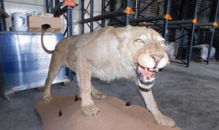 Откриха препариран лъв в хале в Разград (СНИМКИ)