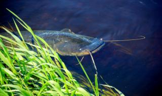 Рибар хвана невиждано досега чудовище (СНИМКИ)