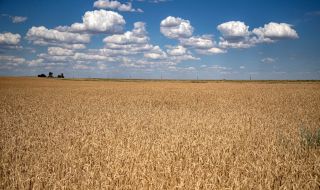 Русия е най-големият износител на пшеница за миналата година