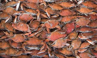Спешни мерки! Забраниха улова на снежни и кралски раци в Берингово море поради срив в популацията