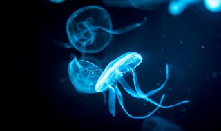 Заснеха непознати до днес дълбоководни видове (СНИМКИ)