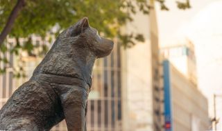 Нов Хачико се появи в Китай, чака 5 години починалия си стопанин