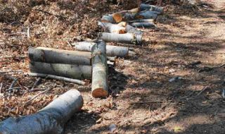 Беззаконие: системен бракониер опря мачете в гърлото на горски стражар