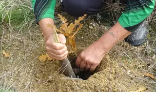 Над 2000 дръвчета засаждат в Българово