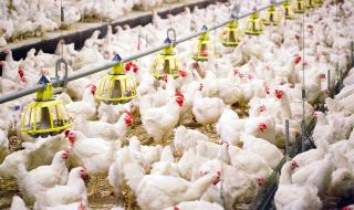 Стотици хиляди пилета бяха умъртвени и унищожени заради срив на търсенето