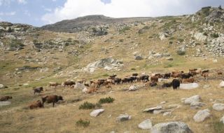 Измами с еврофондове: Кравари без крави