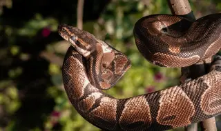 Двуметрова мъжка змия роди 14 малки
