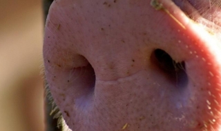 Сръбско село отмени празник за пачата