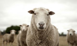 Стотици овце, обикалящи в кръг, уплашиха Великобритания (СНИМКА)