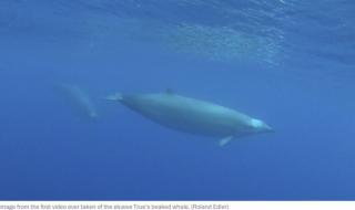 Учени заснеха изключително рядък вид кит (ВИДЕО)
