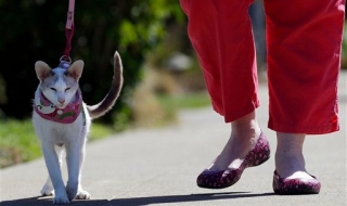 В Аляска искат котките да са на каишка