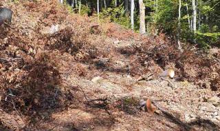 ВАП разследва сеч на вековна гора край Котел