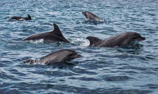 Делфините в Черно море издават, че...
