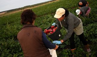 Румънци идват и купуват български пипер още от полето