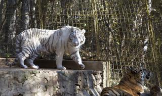 Обновяват зоопарка в Стара Загора по европроект