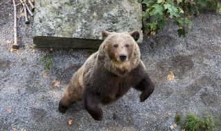 Тревога в Румъния! Опасност за скиорите заради мечка по пистите (ВИДЕО)