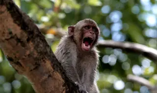 Полицията в Тайланд вече ще преследва маймуни, които създават проблеми