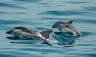 Екоминистерството предаде на прокуратурата резултатите от анализа на умрелите птици и делфини край Шабла