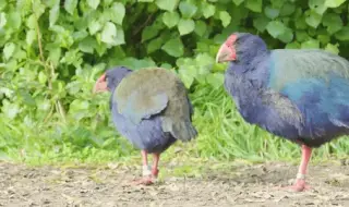 "Стерилна" двойка безкрили птици неочаквано се сдоби с рожба