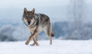 В Словакия: глутници вълци унищожават добитъка