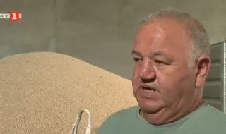 Зърнопроизводители от Пловдивско се кооперират в отглеждането на нахут
