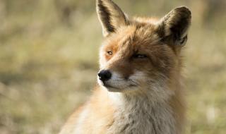 Голфър беше нападнат от... лисица