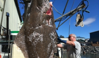 Рибари от Аляска се похвалиха със 180-килограмов улов