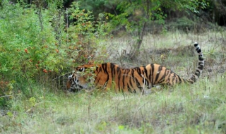 Убиха амурски тигър, защитен от програма на Путин