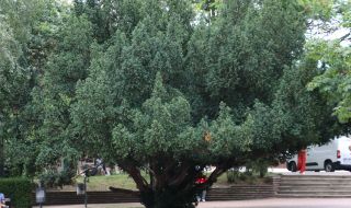 Обявиха за защитени три вековни дървета в София 