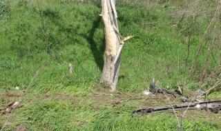 19-годишна заби колата си в дърво на гробищата