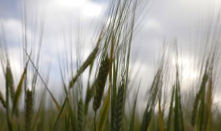 Възстановяването на селскостопанския сектор в Украйна може да отнеме до 20 години